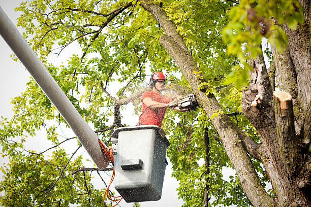 Professional Tree Services in Seville, OH